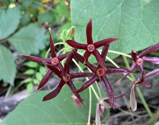 {Matelea obliqua}